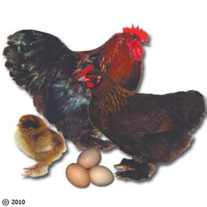 Partridge Cochin Hatching Eggs