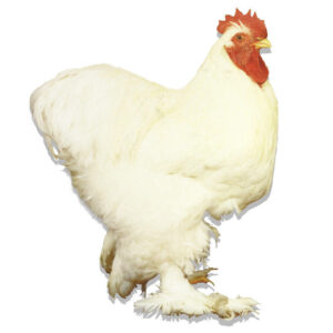 White Cochin Hatching Eggs